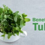 health benefits of tulsi