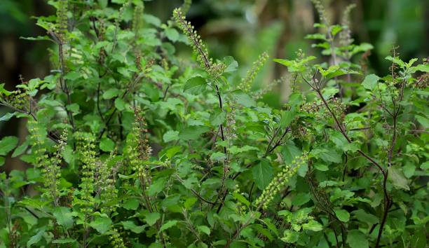 Tulsi (Holy Basil): The Ultimate Guide to Health Benefits, Uses, and Nutritional Value