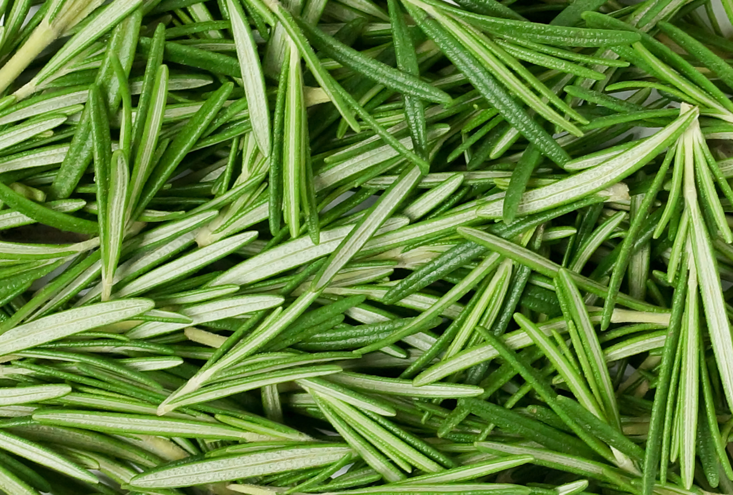 rosemary health benefits