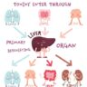 Liver Cleanse: How To Detox Your Liver Naturally