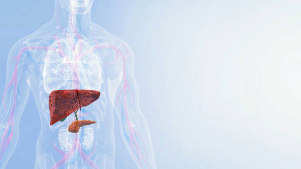 Human Liver Anatomy,Male liver anatomy with digestive organs