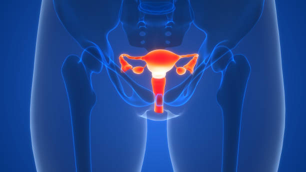 3D Illustration Concept of Female Reproductive System Anatomy