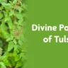 Tulsi for Cough