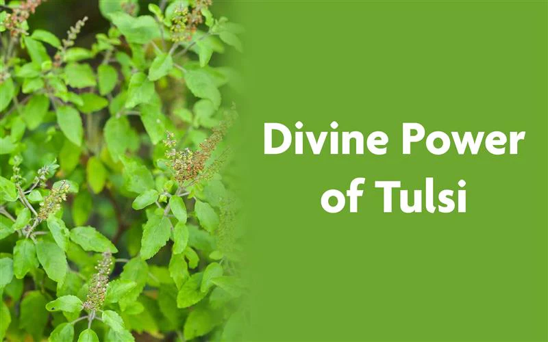 Tulsi for Cough