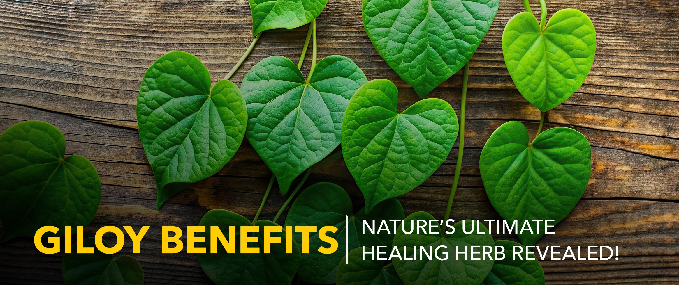 giloy benefits for immunity