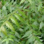 Neem benefits