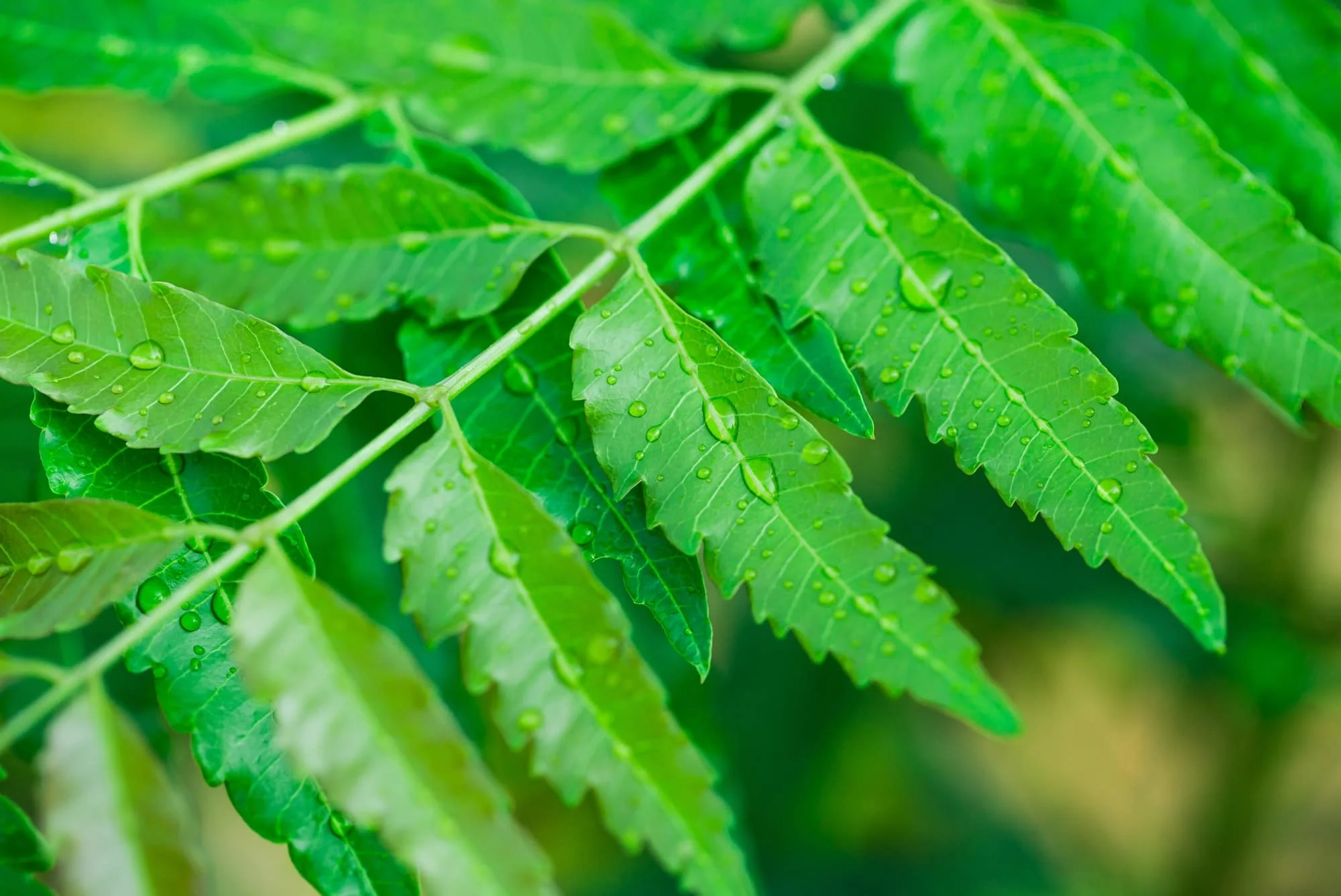 neem benefits