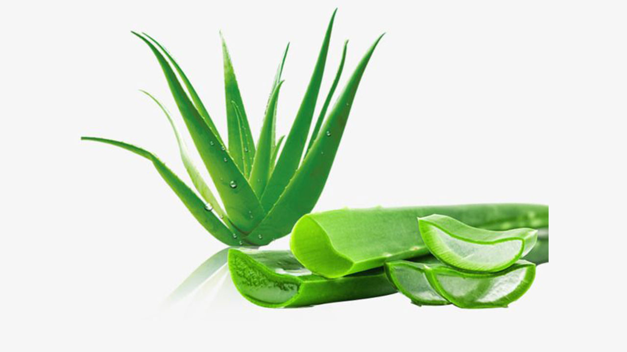 Aloe Vera (Ghritkumari)