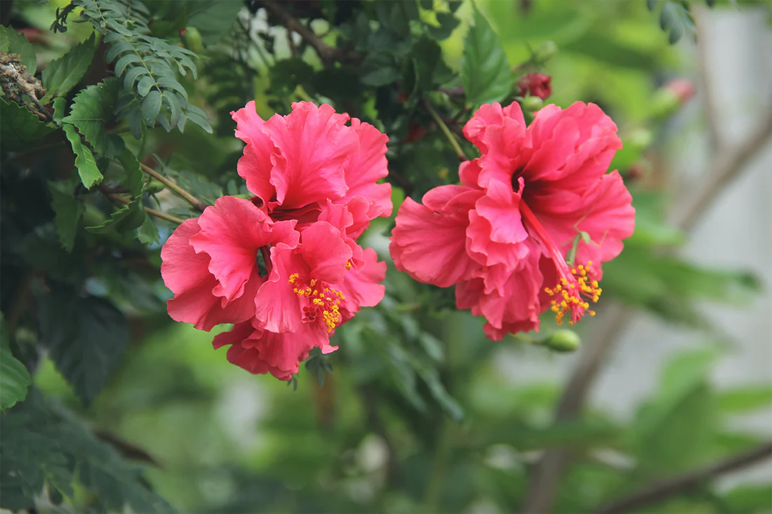 Hibiscus (Gudhal)