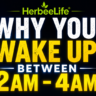 wake up between 2am and 4am